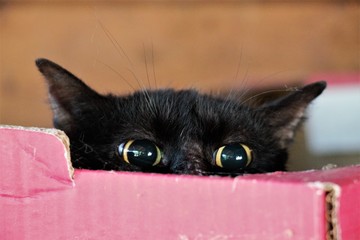 Colonia felina