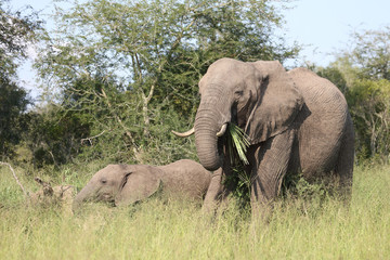 Afrikanischer Elefant / African elephant / Loxodonta africana