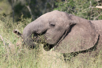 Afrikanischer Elefant / African elephant / Loxodonta africana