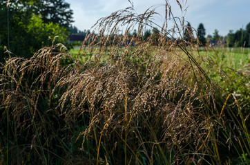 kwiat łąka © wedrownik52