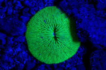 coral or anemone glowing under blacklight, glow fluorescent at night