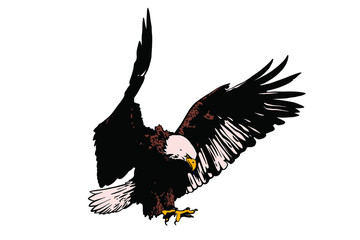 Vector bird. Eagle illustration. Good for logos and posters.