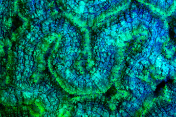 coral or anemone glowing under blacklight, glow fluorescent at night