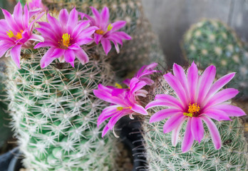 Pink cactus flower blooming in pot at cactus garden,Mammillaria scrippsiana,Eriocactus leninghausii