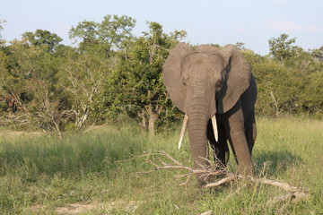 Fototapeta premium Afrikanischer Elefant / African elephant / Loxodonta africana
