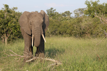 Afrikanischer Elefant / African elephant / Loxodonta africana