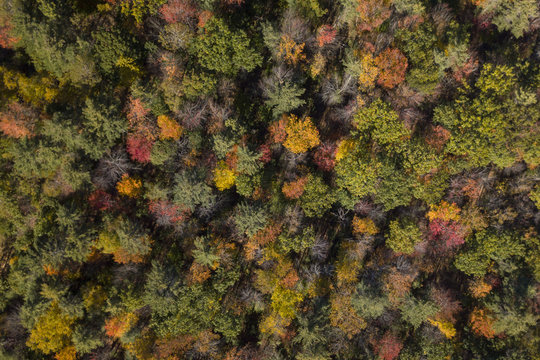 Autumn leaf color is a phenomenon that affects the normally green leaves of many deciduous trees and shrubs by which they take on, during a few weeks in the autumn season, various shades of red, yellow, purple, black, orange, pink, magenta, blue and brown.