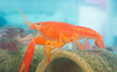 Live red Crayfish shrimp in aquarium glass box or fish tank.