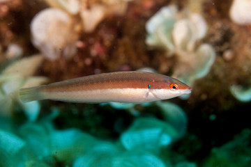 Mediterranean rainbow wrasse, Coris julis