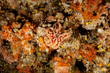 Fototapeta na wymiar Coscinasterias tenuispina is a starfish in the family Asteriidae
