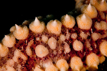 Coscinasterias tenuispina is a starfish in the family Asteriidae