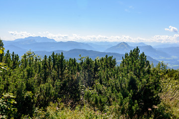 Berge blau   hinter latschen Kiefern im Vordergrund