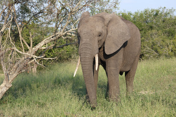 Afrikanischer Elefant / African elephant / Loxodonta africana