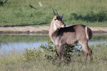 Fototapeta premium Wasserbock / Waterbuck / Kobus ellipsiprymnus