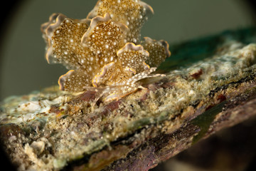 Sapsucking Slug, Cyerce is a genus of sacoglossan sea slugs, a shell-less marine opisthobranch gastropod mollusks in the family Caliphyllidae