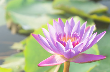 Pink lotus flowers with green leaf blooming in lotus pond,selective focus,blurred background.water lily aquatic tropical plants for worship,summer season