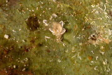 Sapsucking Slug, Cyerce is a genus of sacoglossan sea slugs, a shell-less marine opisthobranch gastropod mollusks in the family Caliphyllidae