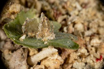 Sapsucking Slug, Cyerce is a genus of sacoglossan sea slugs, a shell-less marine opisthobranch gastropod mollusks in the family Caliphyllidae