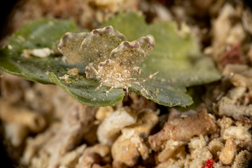 Sapsucking Slug, Cyerce is a genus of sacoglossan sea slugs, a shell-less marine opisthobranch gastropod mollusks in the family Caliphyllidae