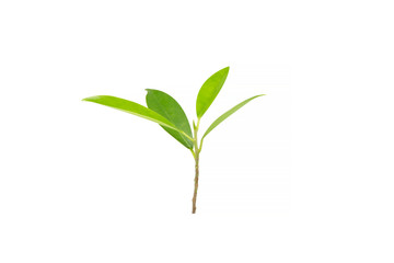 Top leaf of banyan trees on a white background. Young leaves isolate on white background with clipping path.