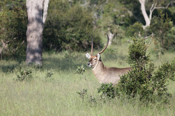 Wasserbock / Waterbuck / Kobus ellipsiprymnus