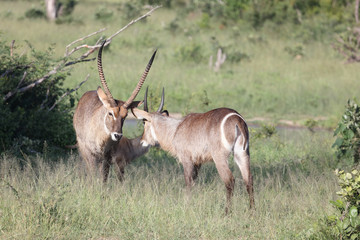 Wasserbock / Waterbuck / Kobus ellipsiprymnus