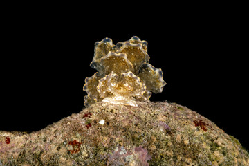 Fototapeta premium Sapsucking Slug, Cyerce is a genus of sacoglossan sea slugs, a shell-less marine opisthobranch gastropod mollusks in the family Caliphyllidae