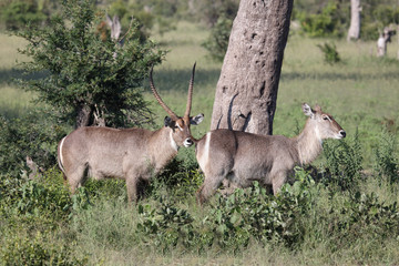 Wasserbock / Waterbuck / Kobus ellipsiprymnus