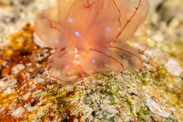 Butterfly cyerce nudibranch, Elegant Sapsucking Slug, Cyerce elegans is a species of sacoglossan sea slug, a shell-less marine opisthobranch gastropod mollusk in the family Caliphyllidae