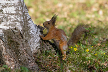 Naklejka na ściany i meble Squirrel in a city Park early on a summer morning.