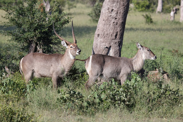 Wasserbock / Waterbuck / Kobus ellipsiprymnus