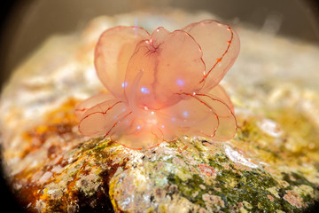 Butterfly cyerce nudibranch, Elegant Sapsucking Slug, Cyerce elegans is a species of sacoglossan sea slug, a shell-less marine opisthobranch gastropod mollusk in the family Caliphyllidae