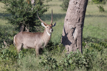 Wasserbock / Waterbuck / Kobus ellipsiprymnus