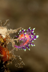 Desirable Flabellina