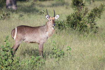 Wasserbock / Waterbuck / Kobus ellipsiprymnus