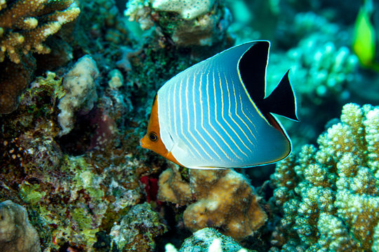 Chaetodon larvatus  Cuvier, 1831, Hooded butterflyfish