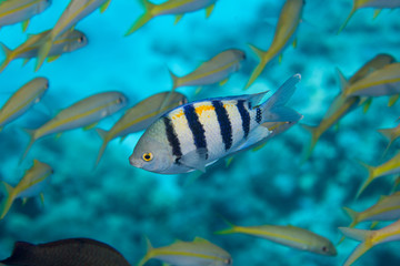 Indo-Pacific sergeant (Abudefduf vaigiensis)