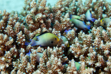 Damselfish, comprise the family Pomacentridae