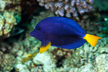 Purple Tang Zebrasoma, xanthurus Acanthuridae