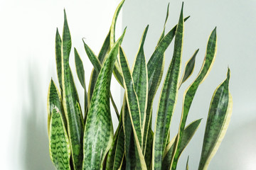 Sansevieria Blätter nebeneinander