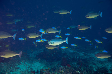 Fototapeta na wymiar Acanthuridae is the family of surgeonfishes, tangs, and unicornfishes
