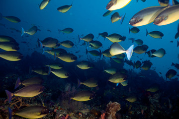 Fototapeta na wymiar Acanthuridae is the family of surgeonfishes, tangs, and unicornfishes