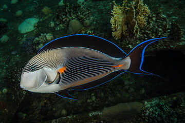 The sohal surgeonfish or sohal tang, Acanthurus sohal