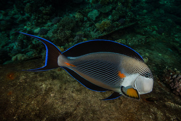 Naklejka na ściany i meble The sohal surgeonfish or sohal tang, Acanthurus sohal