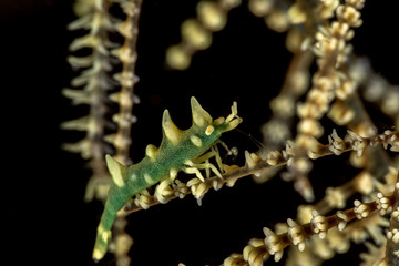 Dragon shrimp, Gorgonian Horned Shrimp, miropandalus hardingi