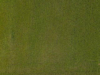 Fototapeta premium Aerial view of corn field 