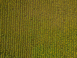 aerial, sunflower, field, blossom, helianthus, flower, farming, cultivation, plantation, organic, agriculture, switzerland, overhead, view, from above, top, row, blooming, leaf, bird's eye view, above