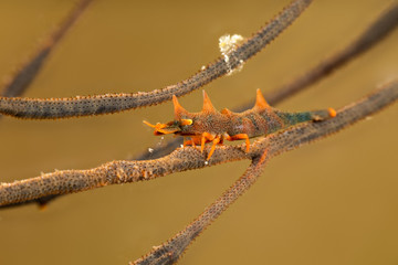 Dragon shrimp, Gorgonian Horned Shrimp, miropandalus hardingi