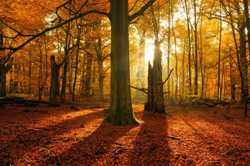 Sun shining through old beech (Fagus sp.) trees in former wood pasture, autumn, backlight, Reinhardswald, Sababurg, Hesse, Germany, Europe