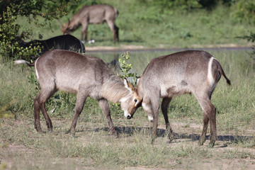 Wasserbock / Waterbuck / Kobus ellipsiprymnus